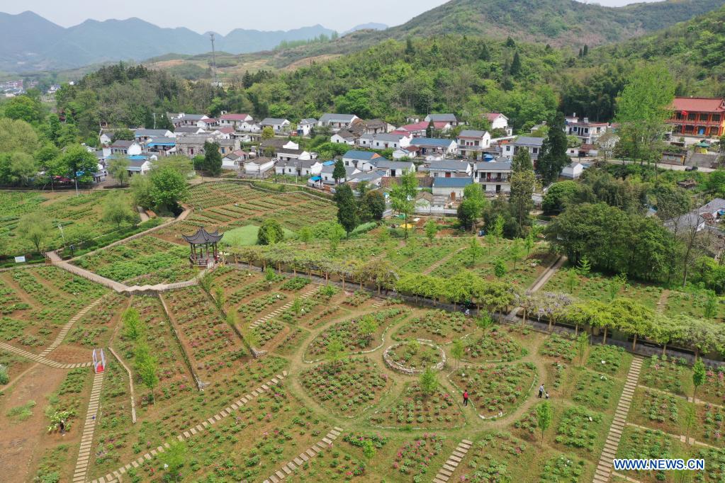 Tree peony planting becomes new driving force for economic development in Tongling, E China