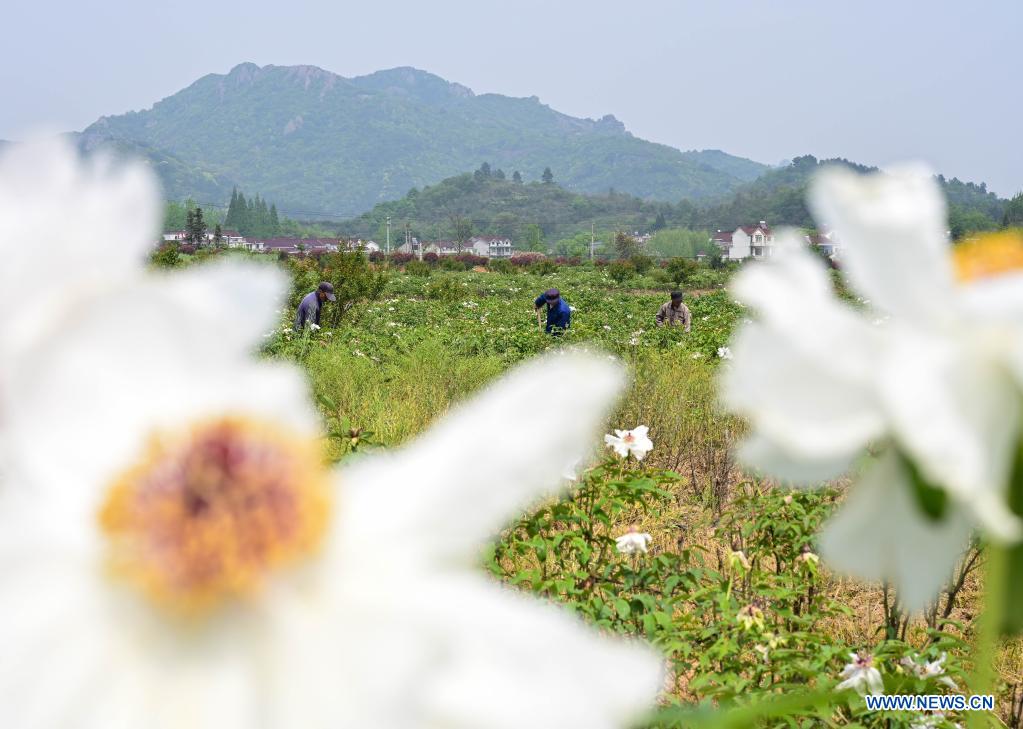 Tree peony planting becomes new driving force for economic development in Tongling, E China