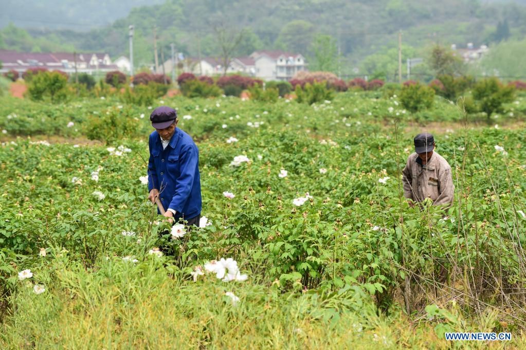 Tree peony planting becomes new driving force for economic development in Tongling, E China