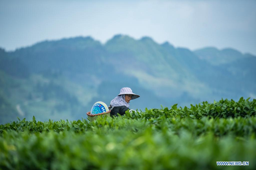 Solar term Guyu marked in China