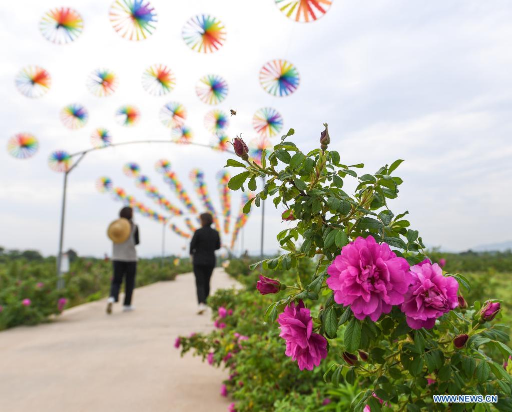 Flowers in full bloom as temperature rises in Changxing, E China