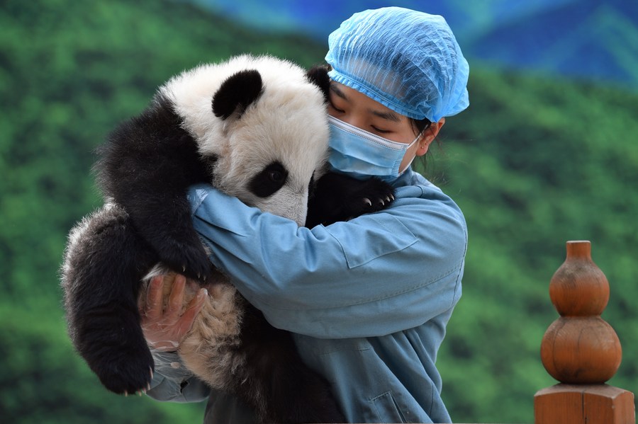Across China: Technology tackles breeding challenges for China's giant pandas
