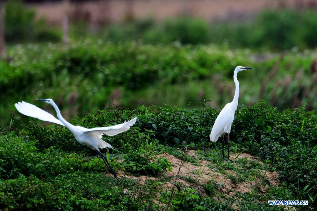 In pics: Minjiang River estuary nature reserve in Fujian, SE China