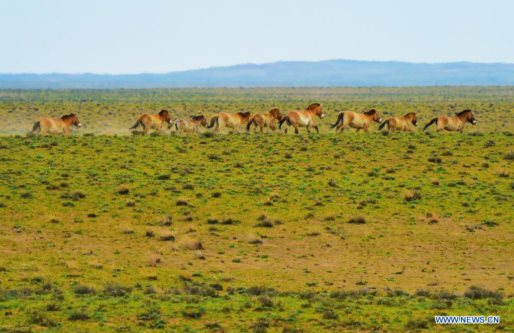 A look at Kalamayli Nature Reserve in China's Xinjiang(2)