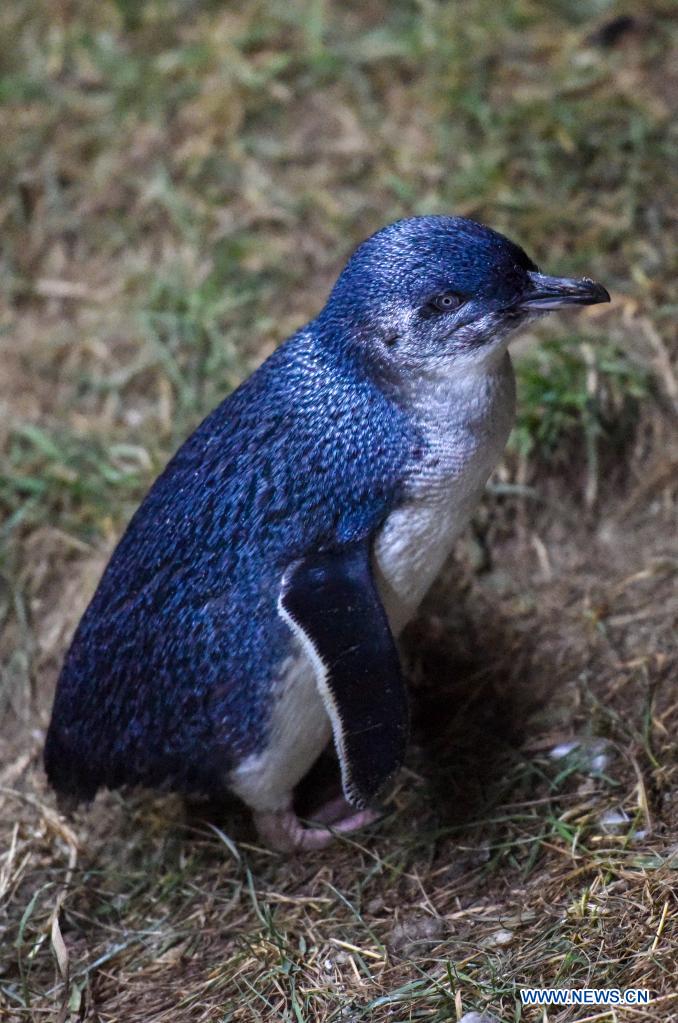 April 25 marks World Penguin Day