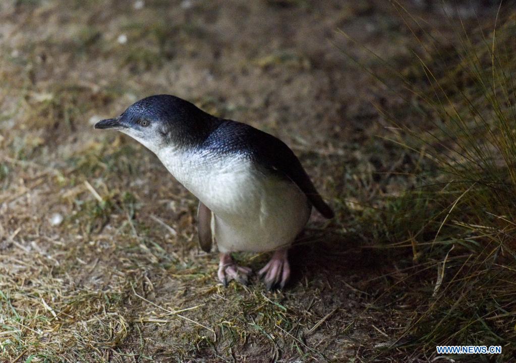 April 25 marks World Penguin Day
