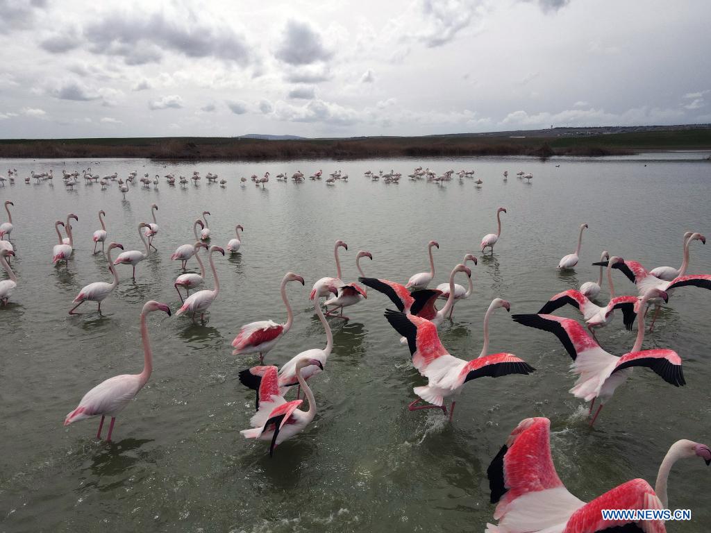 Flamingos seen in lake near Ankara, Turkey