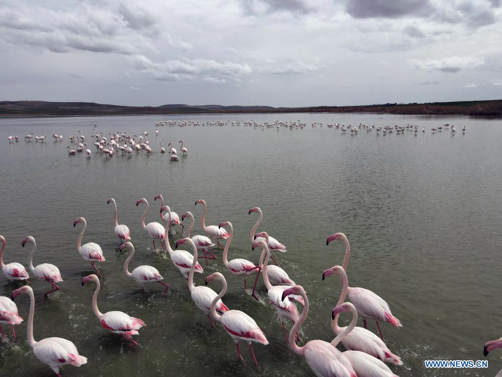 Flamingos seen in lake near Ankara, Turkey
