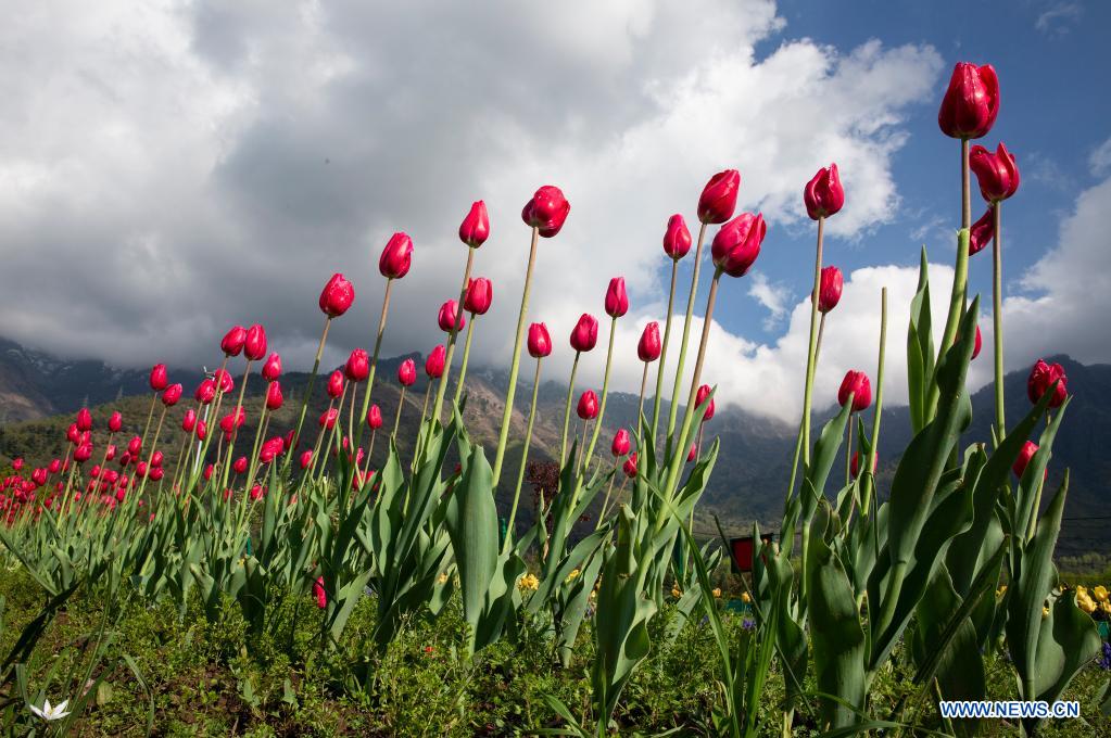 In pics: blooming tulips at tulip garden in Srinagar city