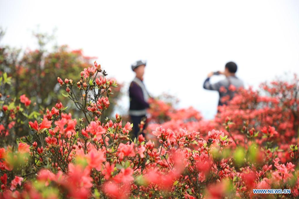 Blooming azalea flowers seen at Longquan Mountain in Guizhou