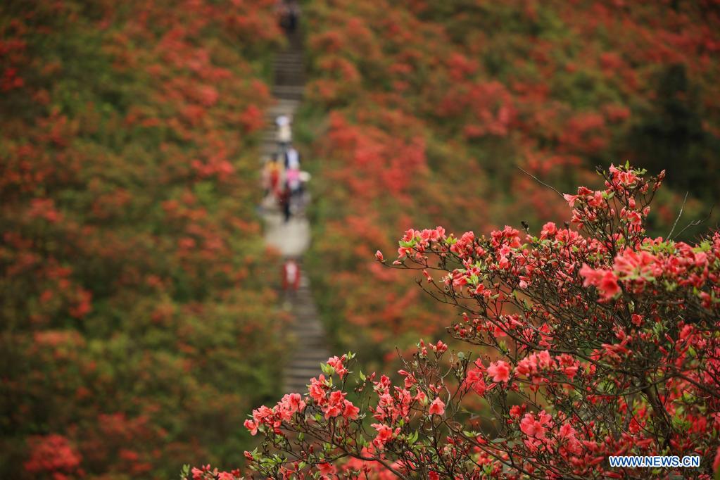 Blooming azalea flowers seen at Longquan Mountain in Guizhou