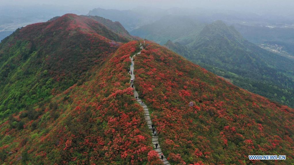 Blooming azalea flowers seen at Longquan Mountain in Guizhou