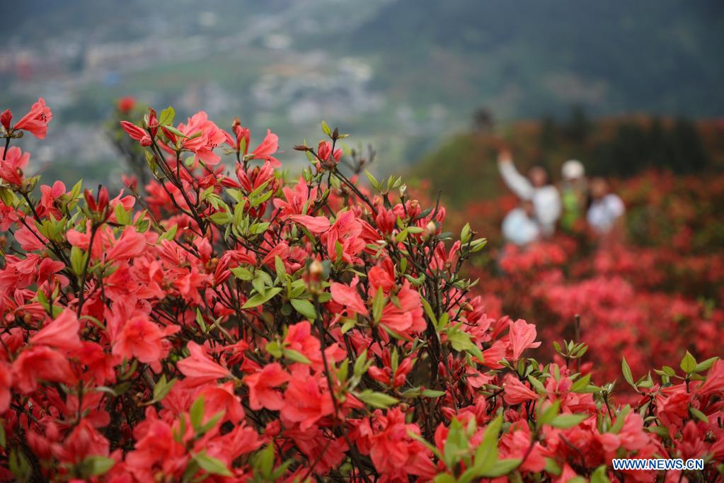 Blooming azalea flowers seen at Longquan Mountain in Guizhou