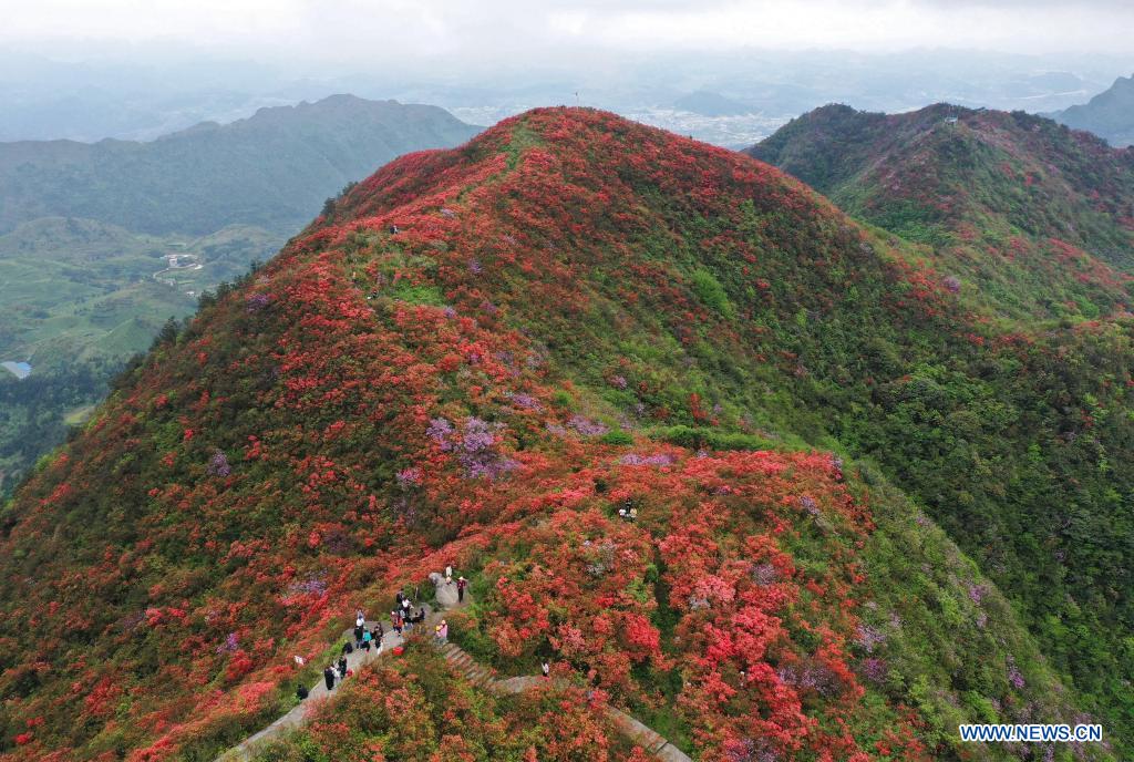 Blooming azalea flowers seen at Longquan Mountain in Guizhou