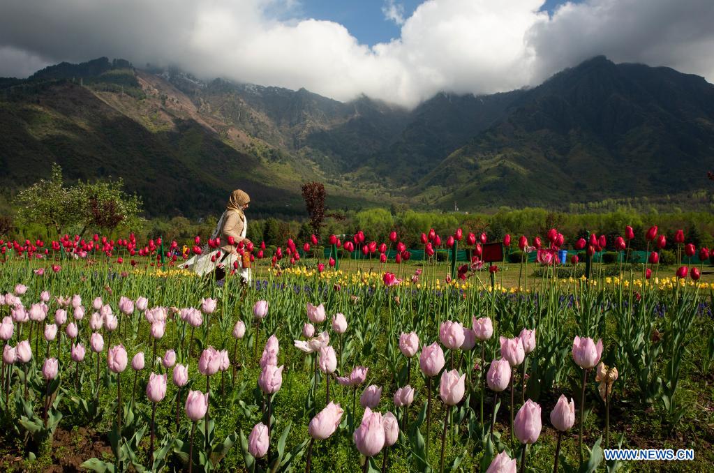 In pics: blooming tulips at tulip garden in Srinagar city