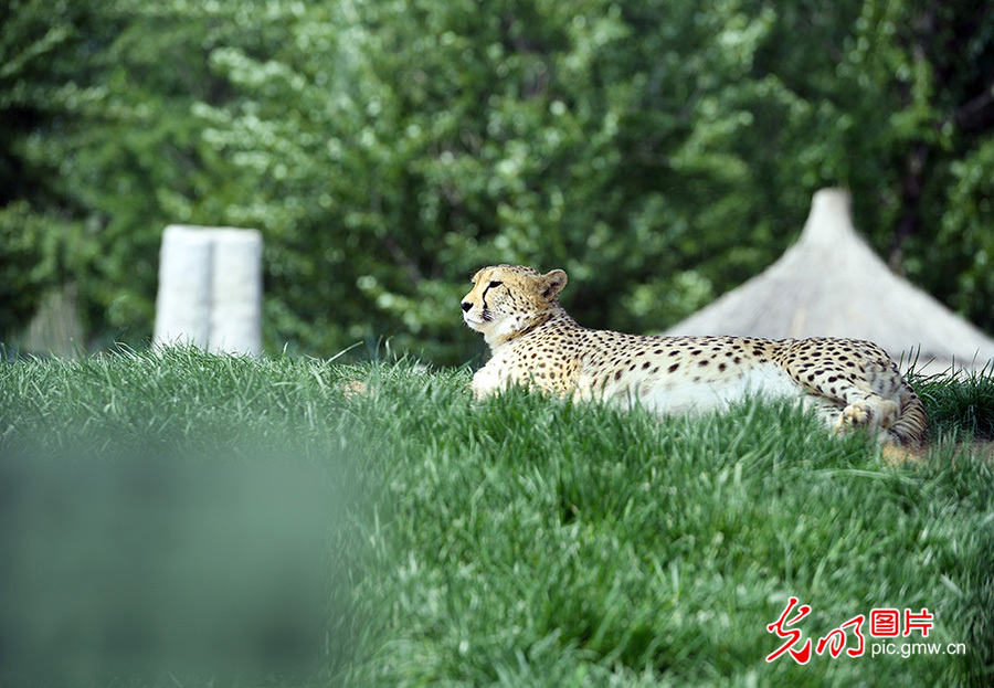 Beijing Wildlife Park - great place to interact with 10 thousand animals