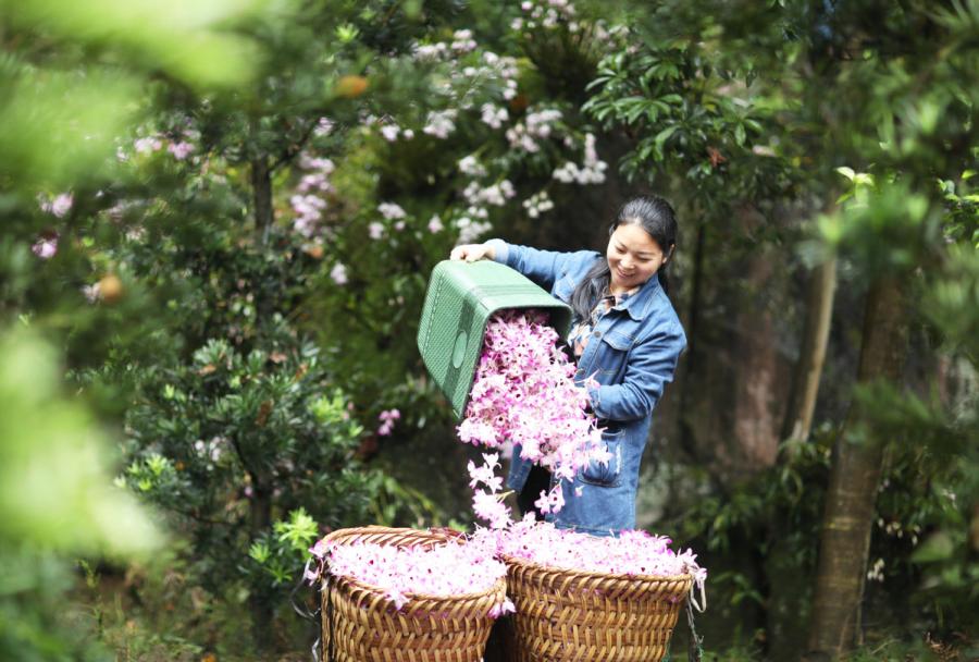 Flower economy blooms in Guizhou