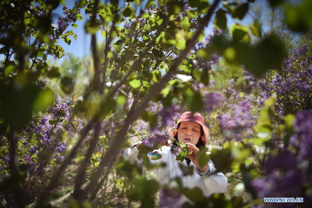 Lilacs in bloom at seedling breeding base in Xining, NW China