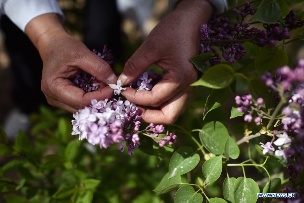 Lilacs in bloom at seedling breeding base in Xining, NW China