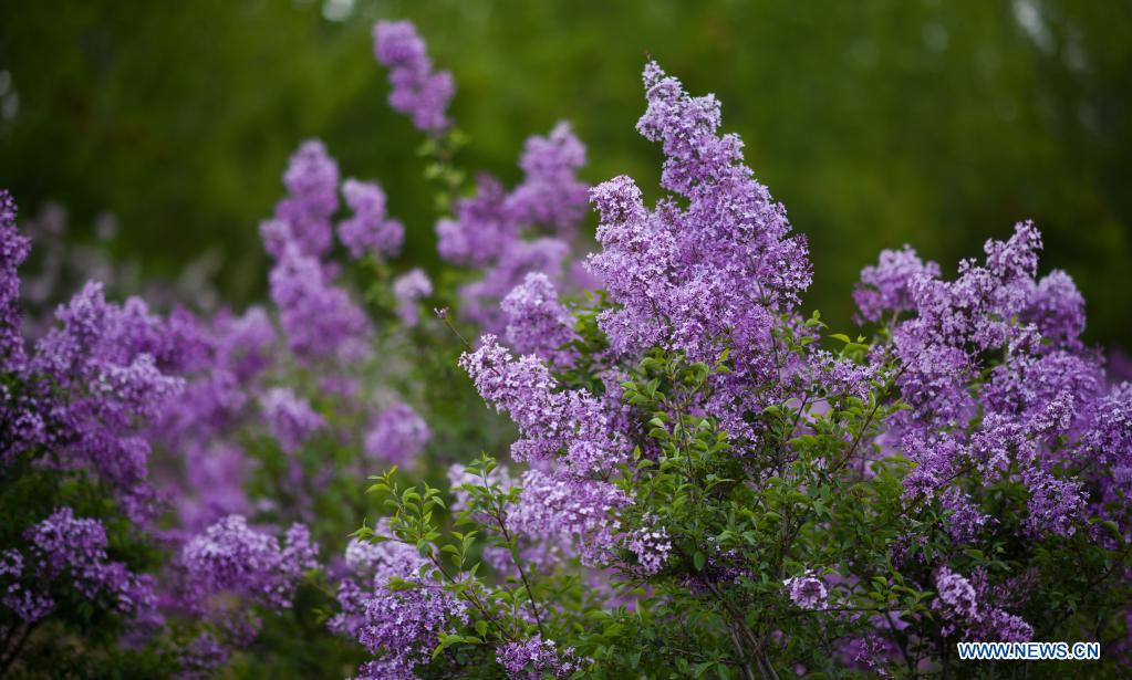 Lilacs in bloom at seedling breeding base in Xining, NW China