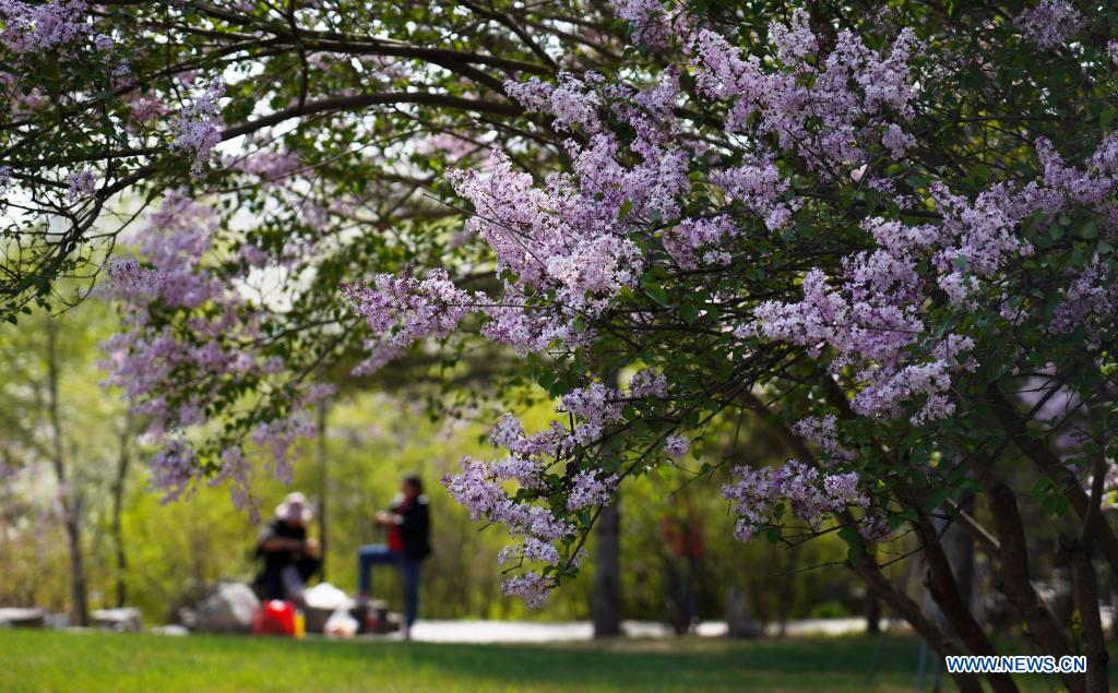 Lilacs in bloom at seedling breeding base in Xining, NW China