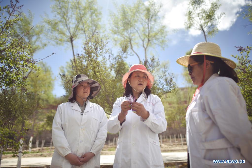 Lilacs in bloom at seedling breeding base in Xining, NW China