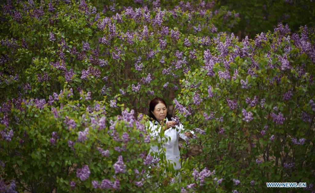 Lilacs in bloom at seedling breeding base in Xining, NW China