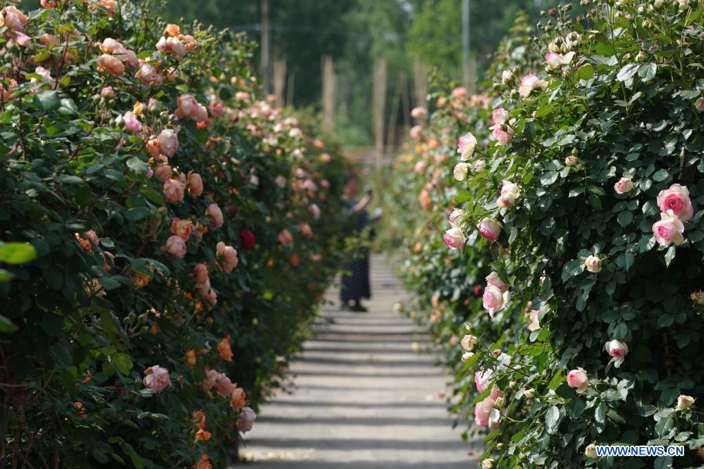 Tourists visit Chinese rose field in Hebei
