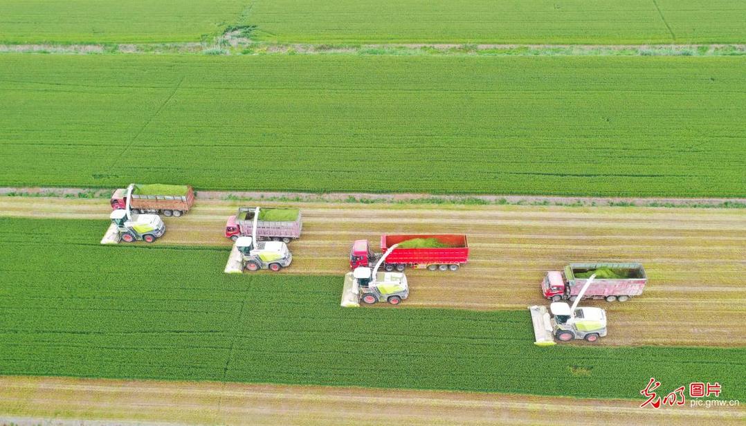 Silage processing in Sihong, E China’s Jiangsu