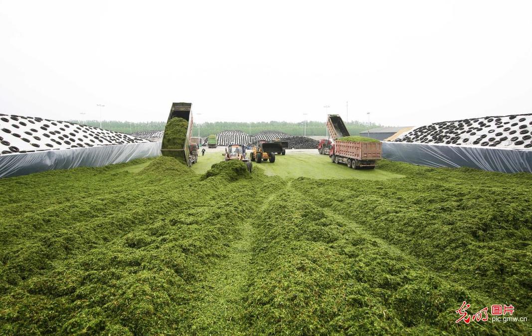 Silage processing in Sihong, E China’s Jiangsu