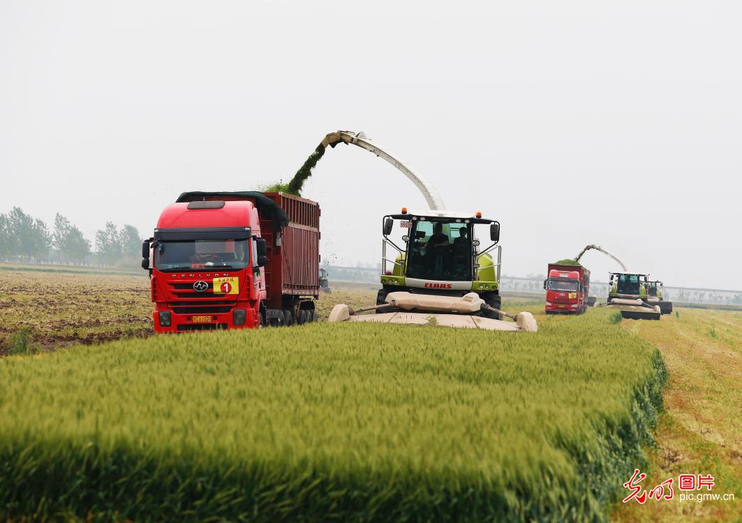 Silage processing in Sihong, E China’s Jiangsu
