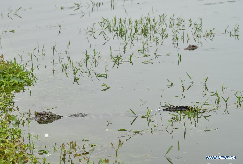 Artificially bred Yangtze alligators released in Anhui