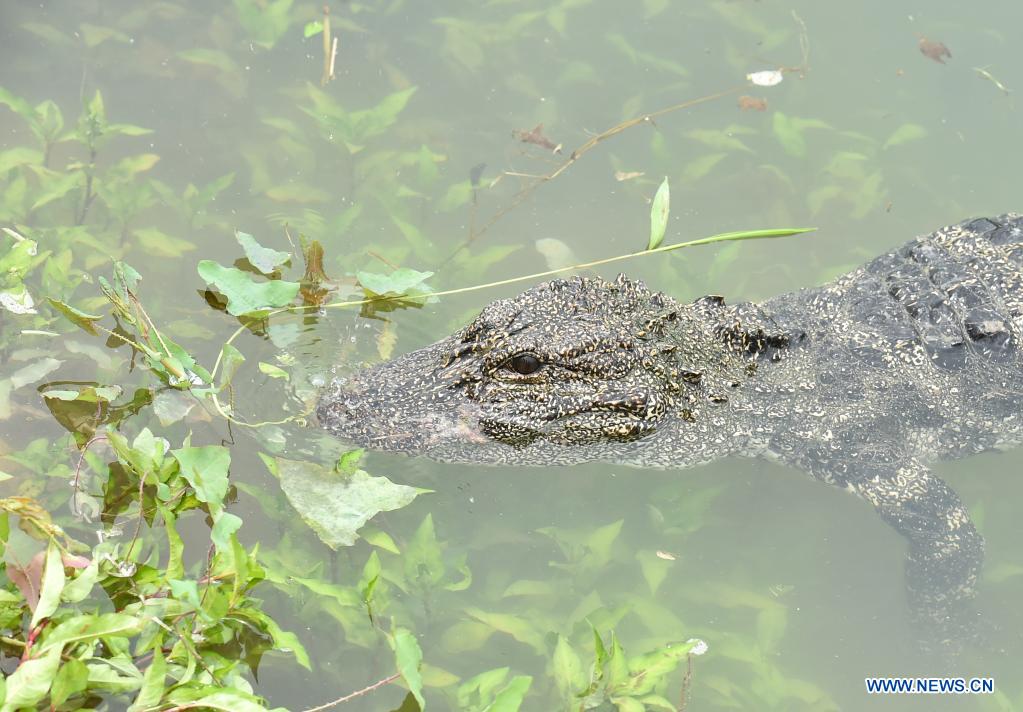 Artificially bred Yangtze alligators released in Anhui