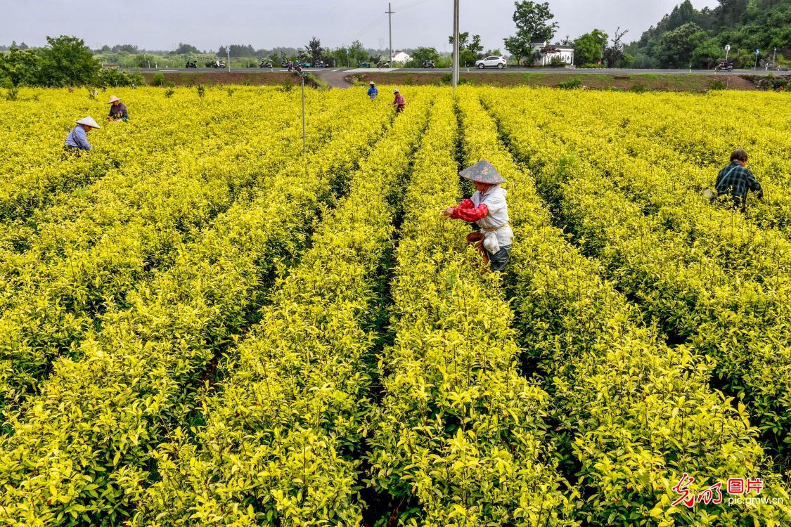 黄金茶生产基地迎来开采旺季