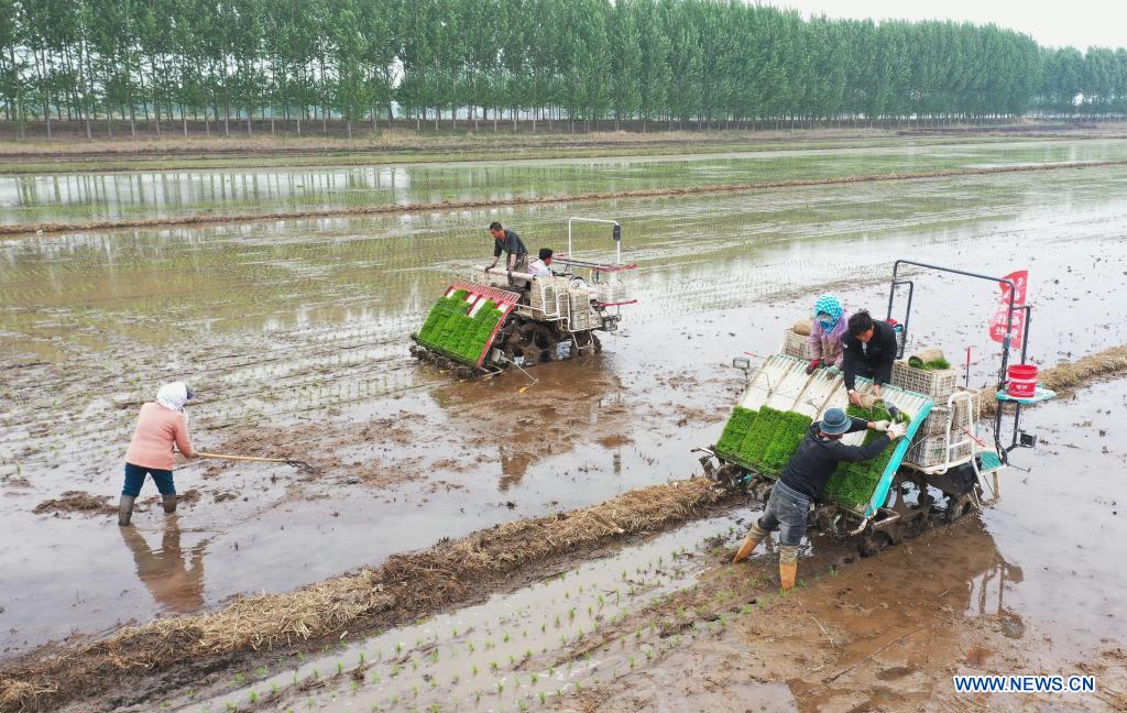 Farmers plant rice seedlings in north China's Hebei