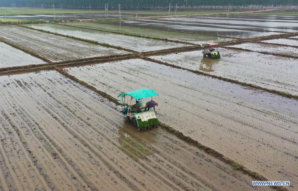 Farmers plant rice seedlings in north China's Hebei