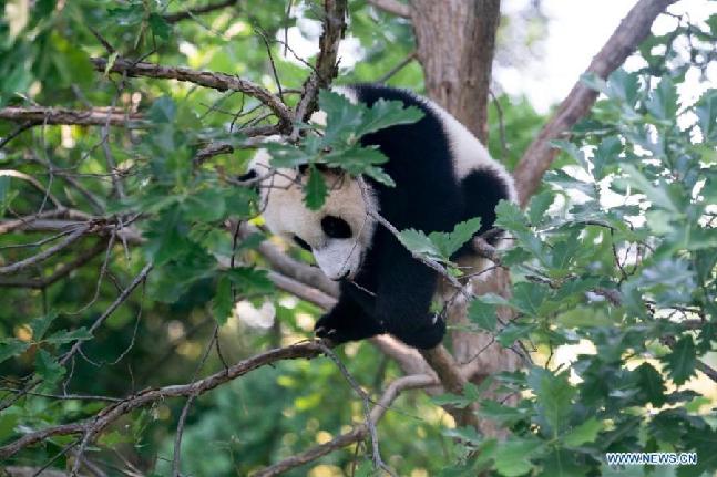 Giant panda cub at Smithsonian's National Zoo