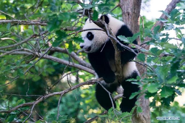 Giant panda cub at Smithsonian's National Zoo
