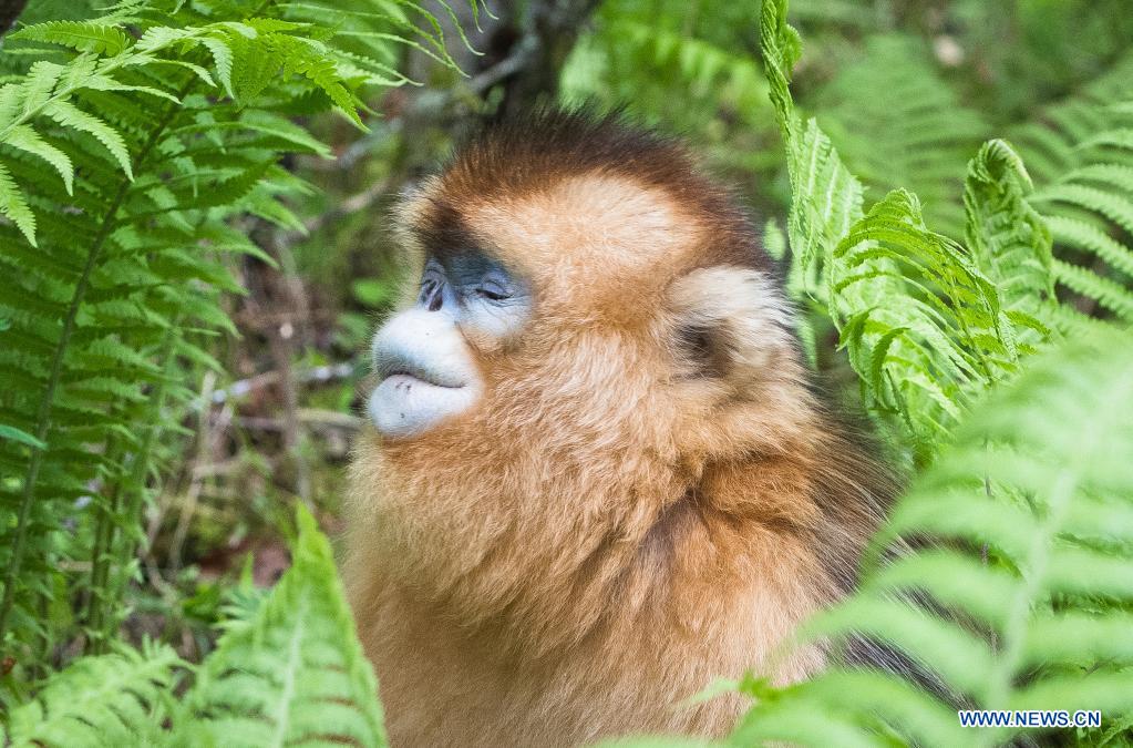 In pics: golden monkeys in Shennongjia National Park