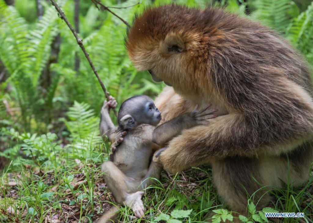 In pics: golden monkeys in Shennongjia National Park