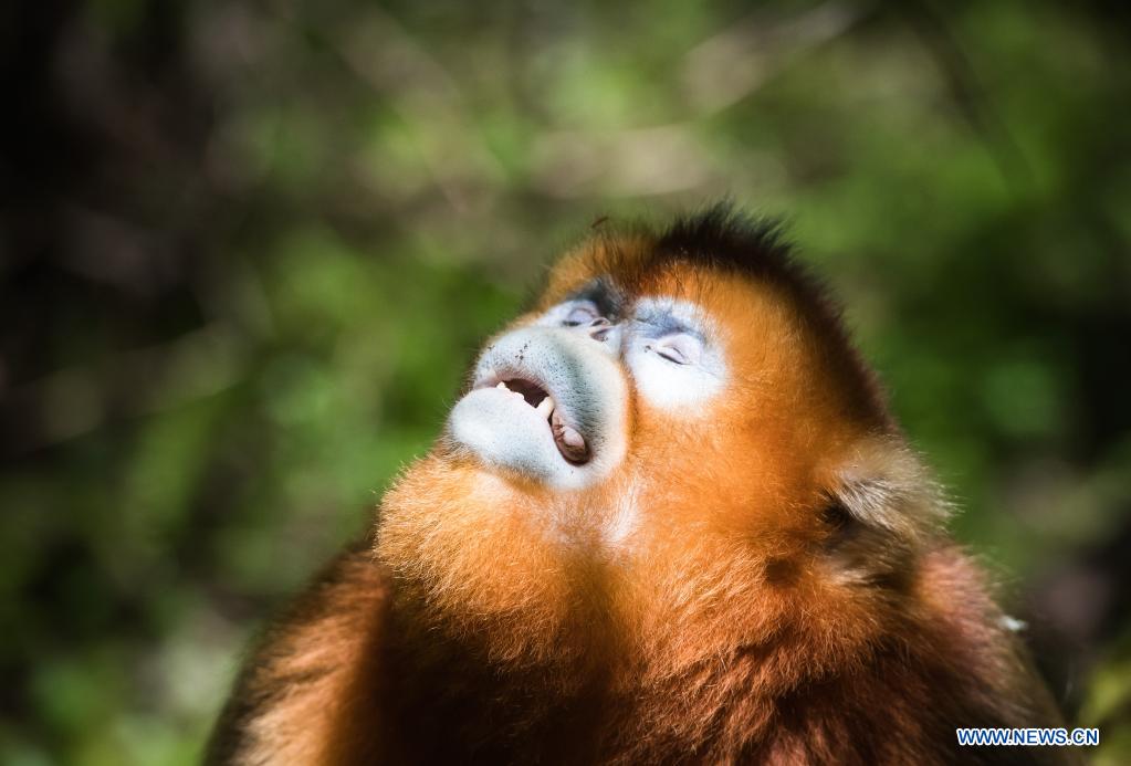 In pics: golden monkeys in Shennongjia National Park