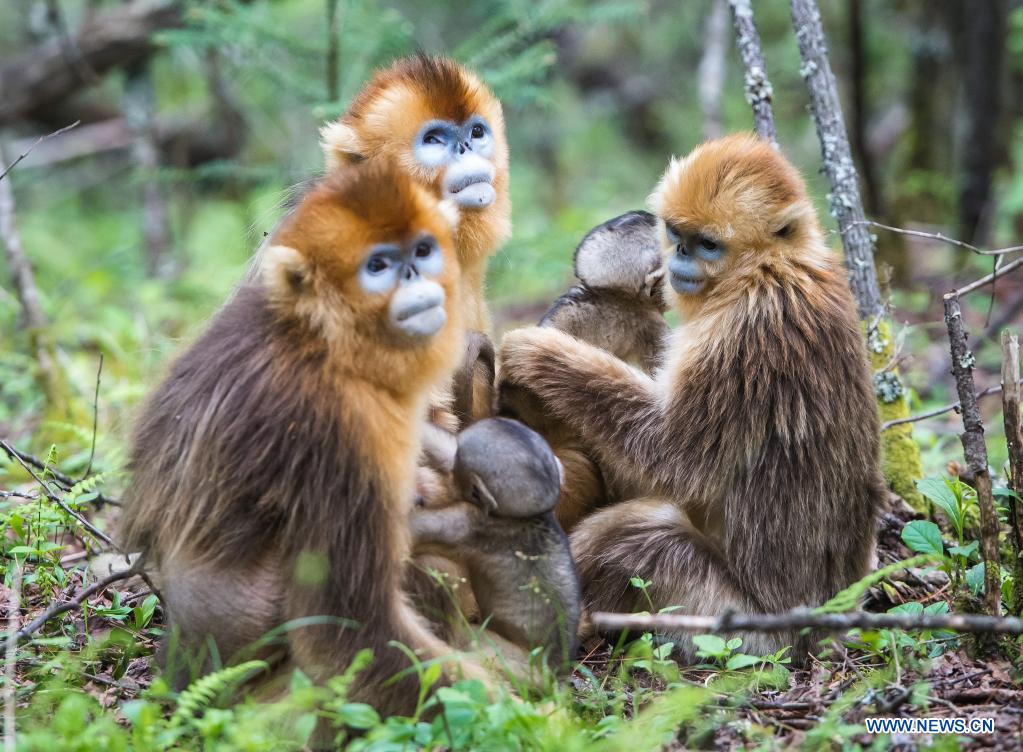 In pics: golden monkeys in Shennongjia National Park