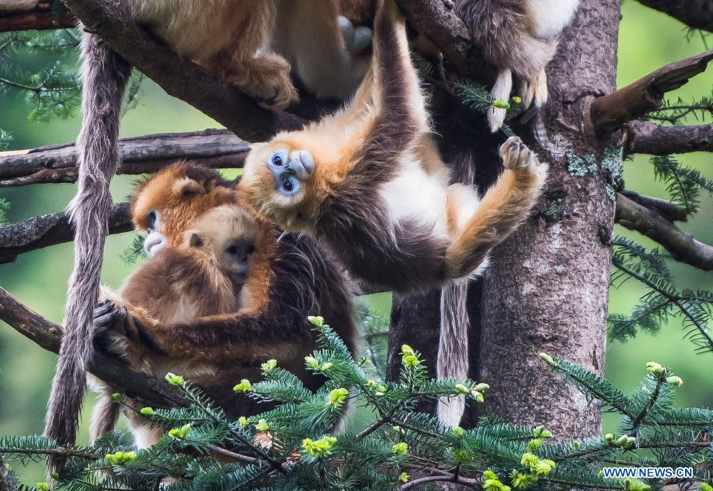 In pics: golden monkeys in Shennongjia National Park