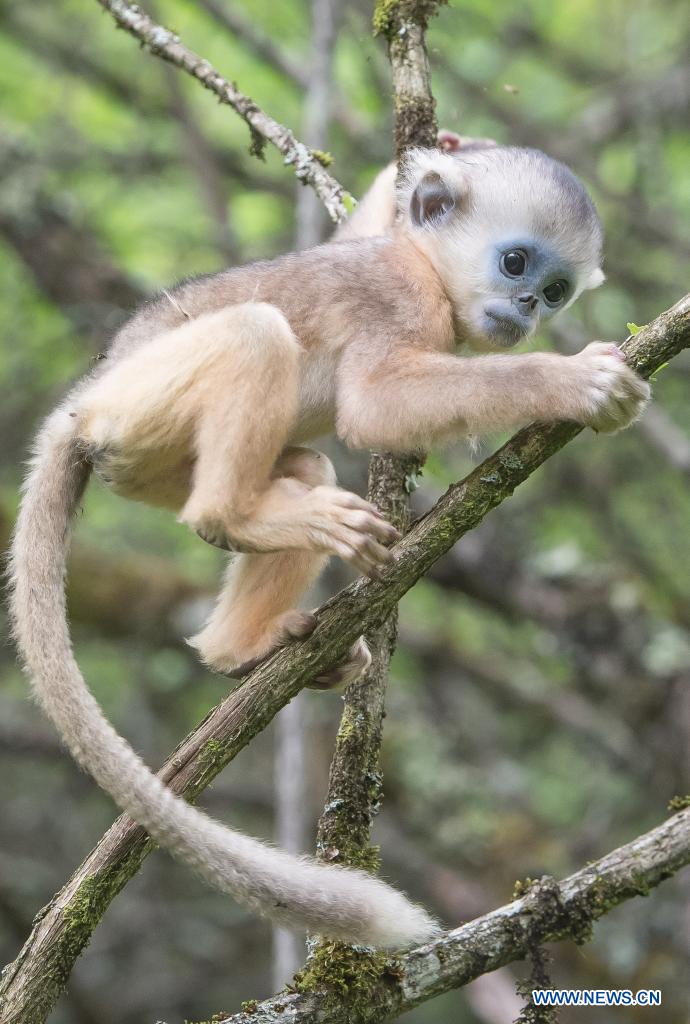 In pics: golden monkeys in Shennongjia National Park