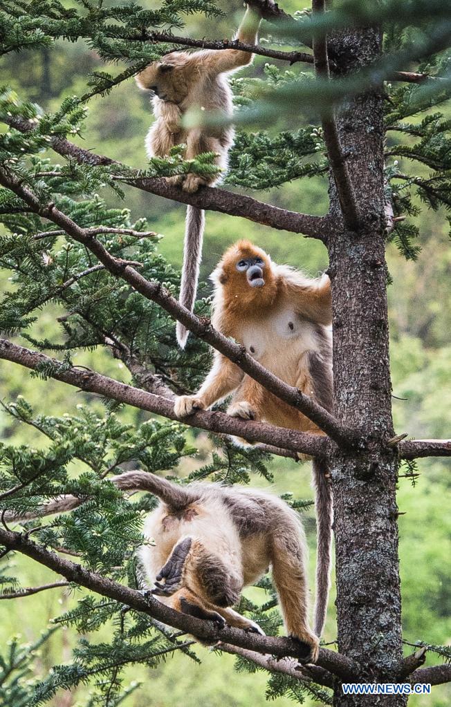 In pics: golden monkeys in Shennongjia National Park