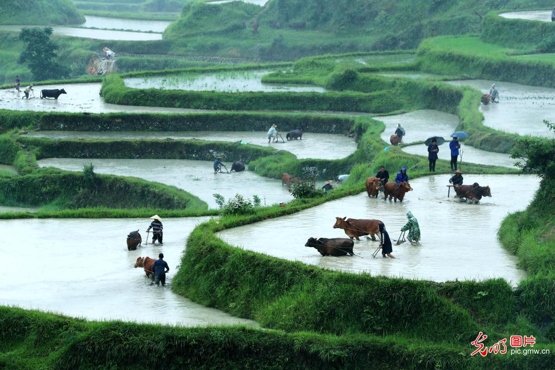 Traditional farming in Yangdong Village, SW China's Guizhou Province
