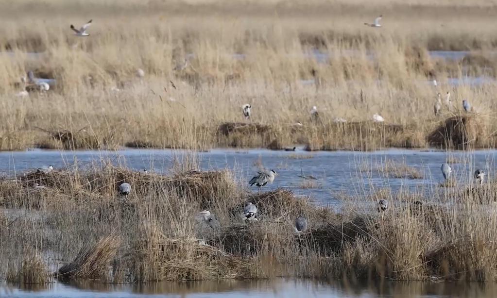 Across China: Once-dwindling freshwater lake on grassland regains vitality