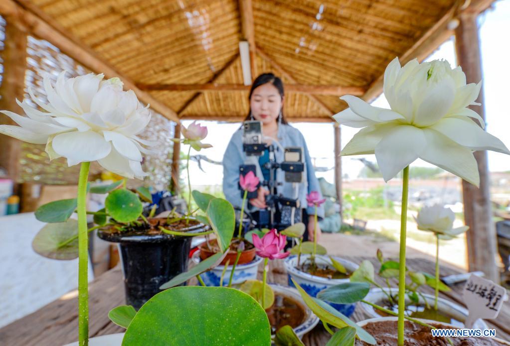 Mini lotus planting industry becomes new way for locals to increase income in N China