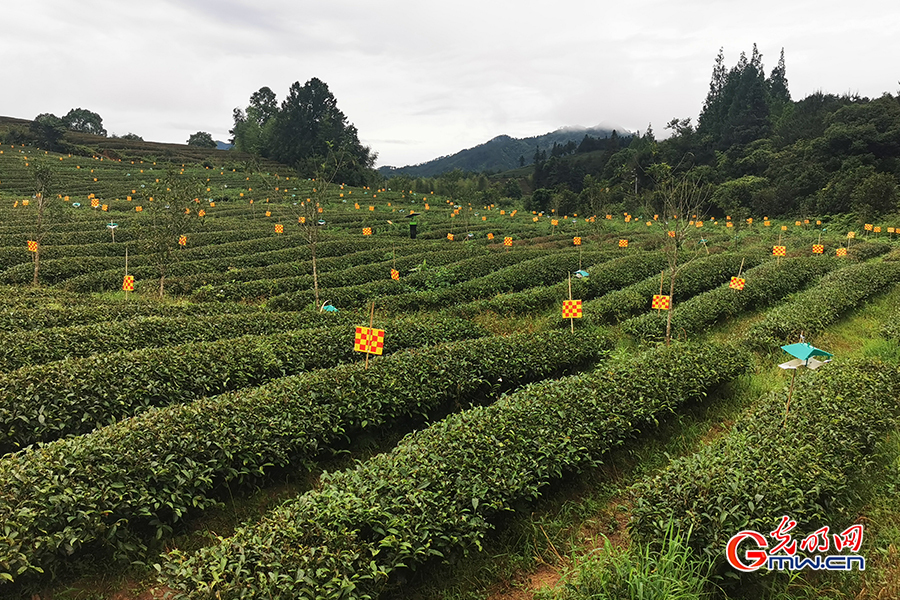 Ecological tea orchard helps increase farmers' income in SE China's Fujian Province
