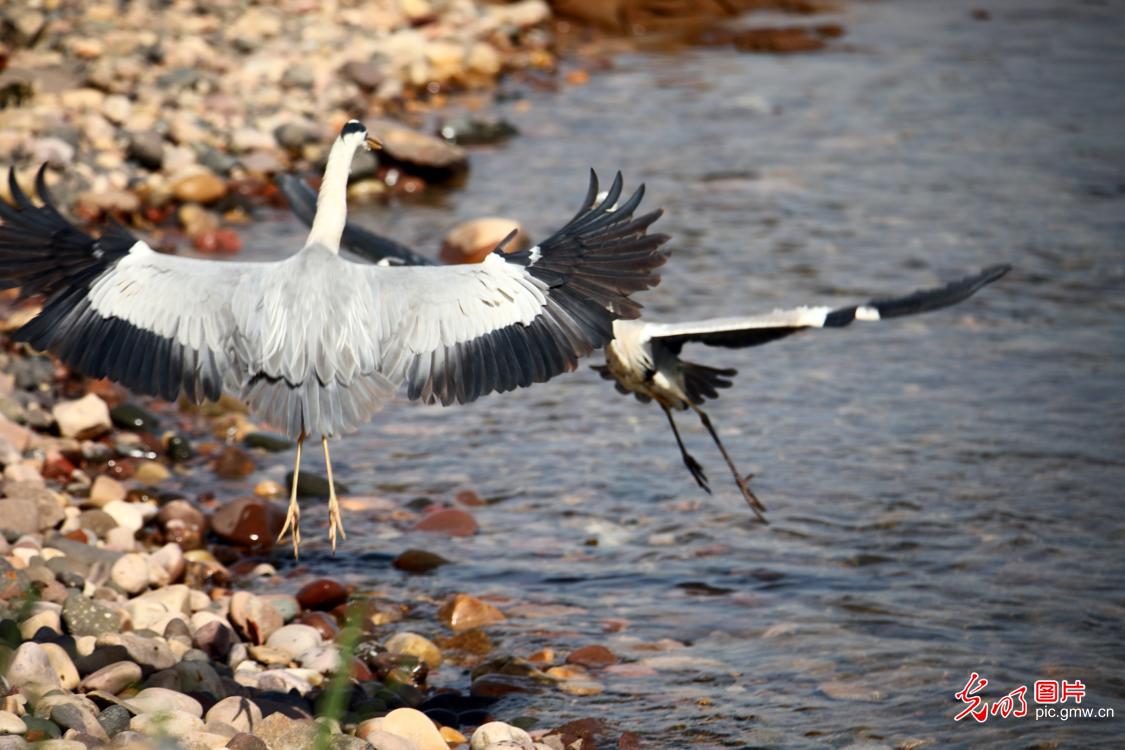 Scenery of wetland reserve in central China's Henan Province